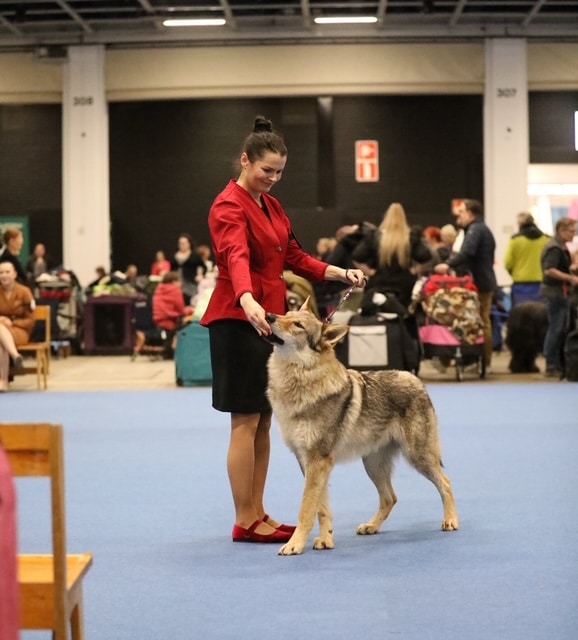 Kotelomekko Justiina - Image 5